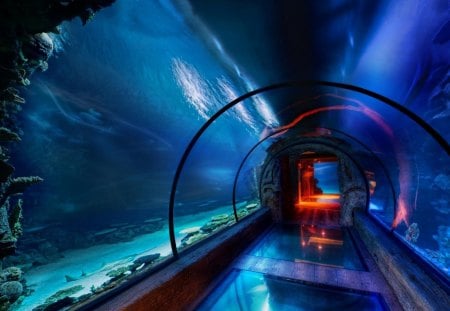 tunnel in the aquarium - aquarium, tunnel, water, fish