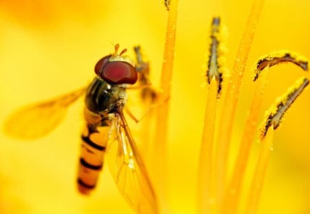 Hoverfly flower flies or syrphid fly - syrphid, fly, flies, flower, hoverfly