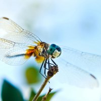 Beautiful dragonfly