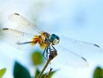 Beautiful dragonfly