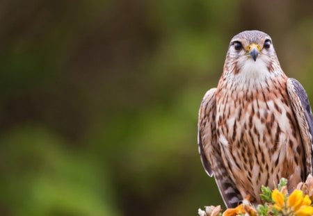 impressive bird - bird, impressive, birds, fly