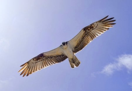 perfect bird flight - perfect, bird, sky, flight