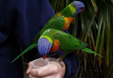 cute parrots eat in your hand - parrots, hand, cute, eat