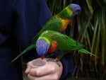 cute parrots eat in your hand