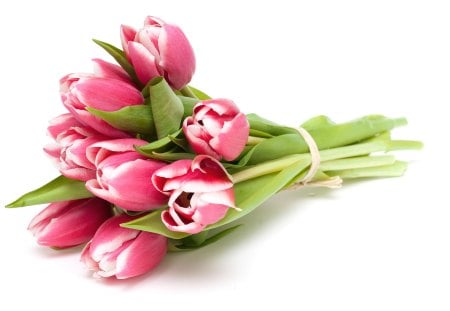 ๑♥๑ Flowers and Words ๑♥๑ - pretty, delicate, forever, beautiful, lovely, love, pink, bouquet, sweet, flowers, tulips, nature, declaration, words