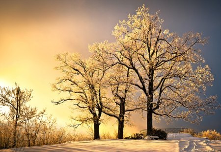 Three trees in the  light - nature, three, tree, light