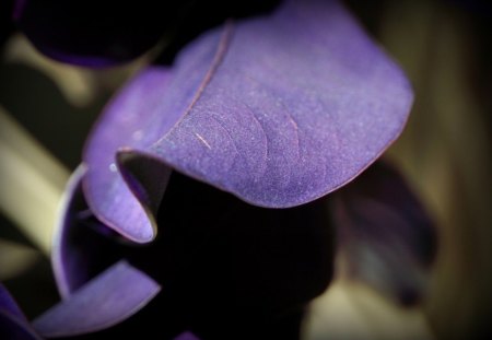 Calm - leaf, purple, nature, calm