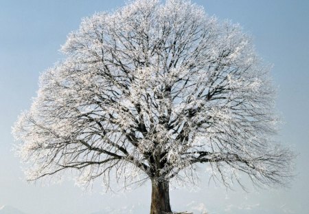 Alone tree - alone, snow, beautiful, winter, tree