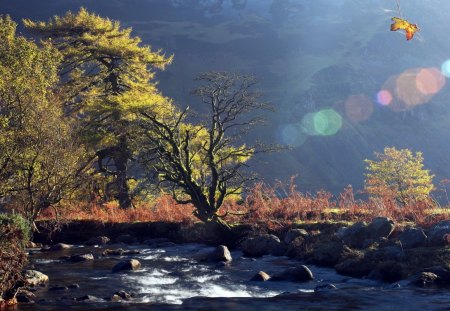 morning rush - rainbow, rush, tree, morning