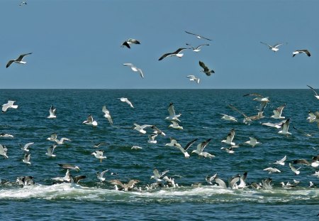 flock together - sea, nice, birds, fish