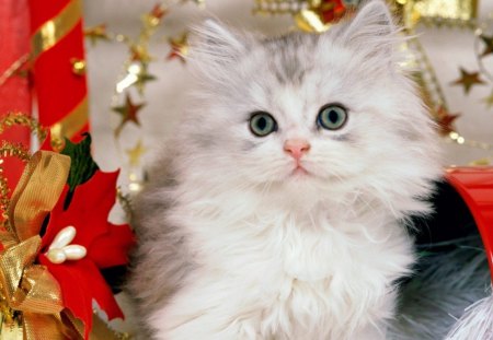 Christmas cat