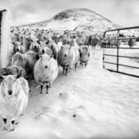 "  Winter Sheep "