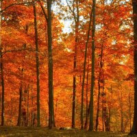 Autumn forest