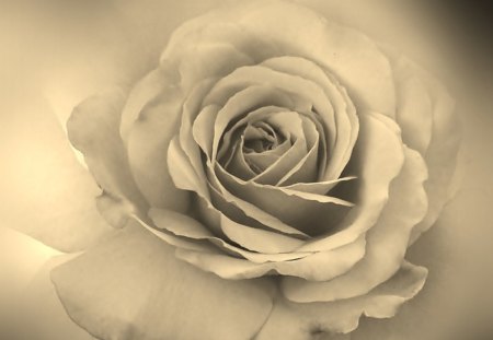 Rose - flowers, sepia, rose, flower