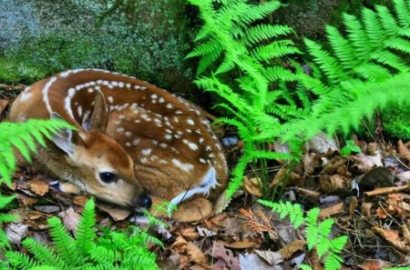 simply the cutest - fawn, spring, green, deer