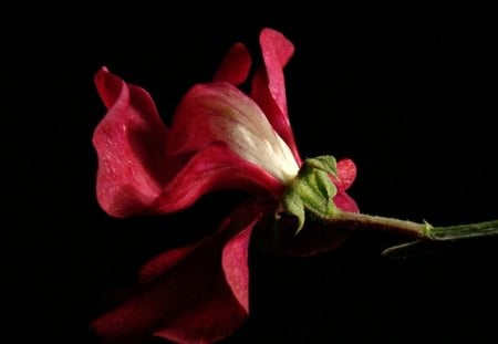 Sweet Pea - flowers, red, flower, pea