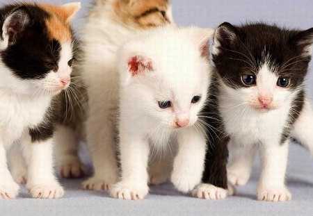 Cute Kittens - beautiful, kittens, cute, picture