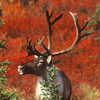 Beautiful Deer Horns