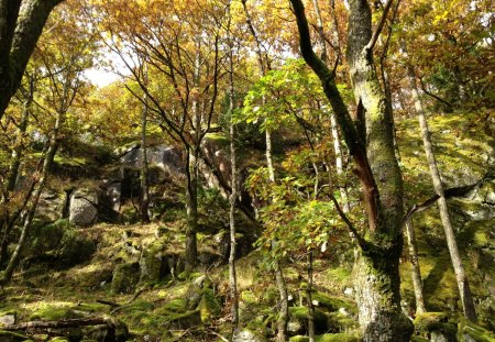 Colorful Autumn Forest