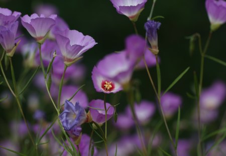 ๑♥๑ Tiny wonders ๑♥๑ - tiny, flowers, fresh, delicate, nature, purple