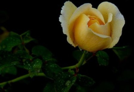 bud - bud, rose, yellow, single