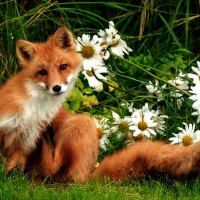 Fox in the Flowers