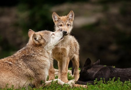 Mother and child - wolfrunning, snow, dog, mythical, the pack, grey wolf, timber, wisdom  beautiful, canis lupus, abstract, spirit, friendship, howling, grey, white, nature, arctic, wallpaper, majestic, wolf, canine, pack, wild animal black, wolf wallpaper, winter, wolf pack, quotes, howl, wolves, black, lobo, lone wolf, insnow, solitude