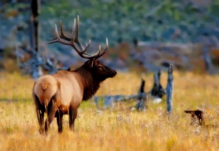 Elk - elk, nature, landscape, animals, wild life