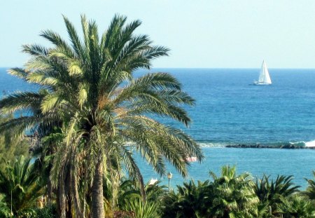 Atlantic ocean - oceans, water, blue, boat, ocean, palm, wind, nature, holiday, sun, paltree