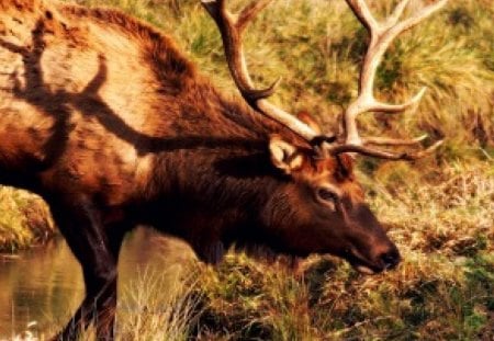 Elk1 - nature, landscape, animals, wild life, elk