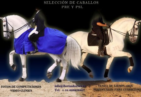 Andalusian Vs Lusitan - horses, lusitan, andalusian, iberian