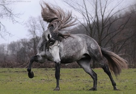 Dapple Grey Beauty - horses, spanish, grey, andalusian, dapple