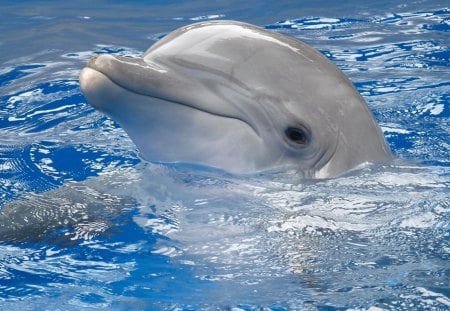 Dolphin - white, water, smiling, delfin