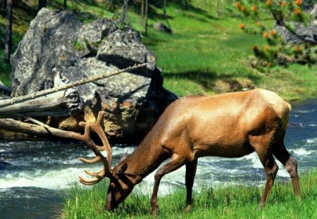 deer river - river, tree, deer, wild