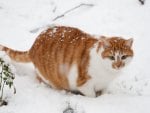 Cat in the snow