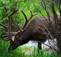 Deer in the forest