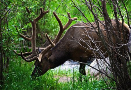 Deer in the forest - river, forest, tree, deer