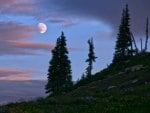 Trees In The Moonlight