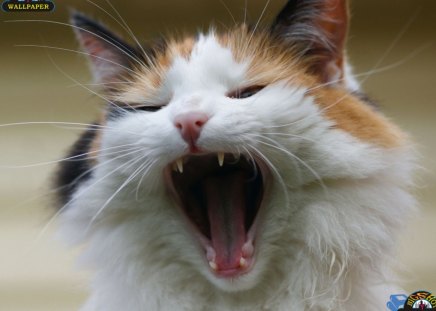 cat opens mouth - mouth, opens, cat, cats