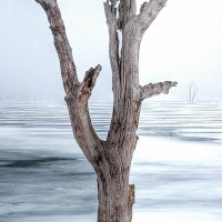 dead tree in clinton lake