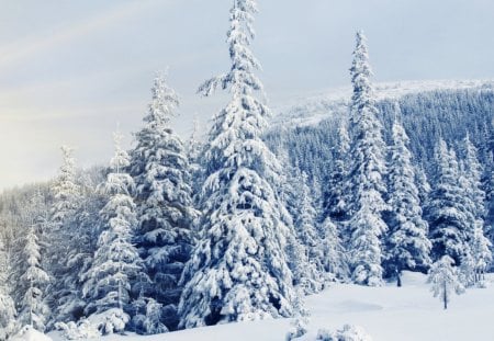 Sun rays-winter - snow, sun rays, winter, forest