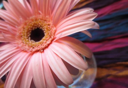 à¹‘~â™¥à¹‘ Amazing Pink Sun à¹‘â™¥~à¹‘ - flower, beautiful, amazing, forever, pastel, nature, magnificent, pink, pretty, beauty, sweet, love, warmth, gerbera, sun, big, lovely