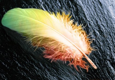 Rainbow Plume - nature, rainbow, plume, mood, colors