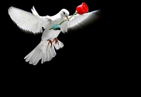 Peace of love - white, pigeon, dove, rose, peace