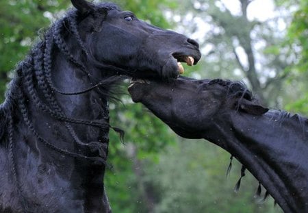 Friesian fighting - horses, horse, animals, fighting, black