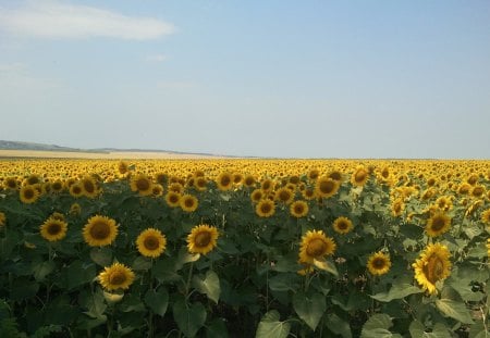 Sun's sisters - summer, field, sun, sun-flower