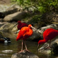 Scarlet Ibis Red Birds