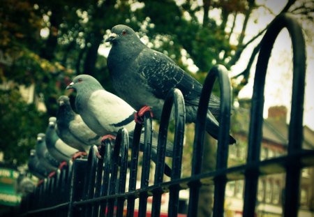 Pigeons - hedge, park, pigeons, fence