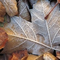 Winter Frosting