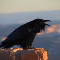 Black Raven